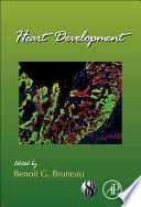 Heart development
