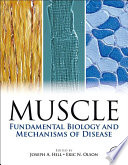 Muscle : fundamental biology and mechanisms of disease