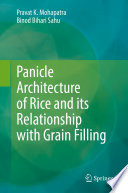 Panicle architecture of rice and its relationship with grain filling
